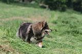 CHIEN FINNOIS DE LAPONIE 137